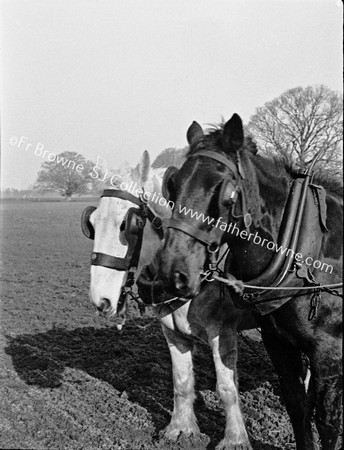 PLOUGH HORSES